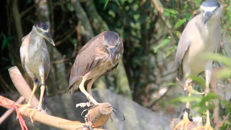 Đàn[-]chim[-]bị[-]khâu[-]mắt[-]để[-]nhử[-]đồng[-]loại[-]ở[-]Hà[-]Tĩnh